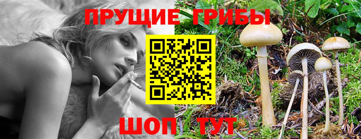 купить наркотик  Вход с VPN  Новочеркасск  Галлюциногенные грибы Psilocybine cubensis 